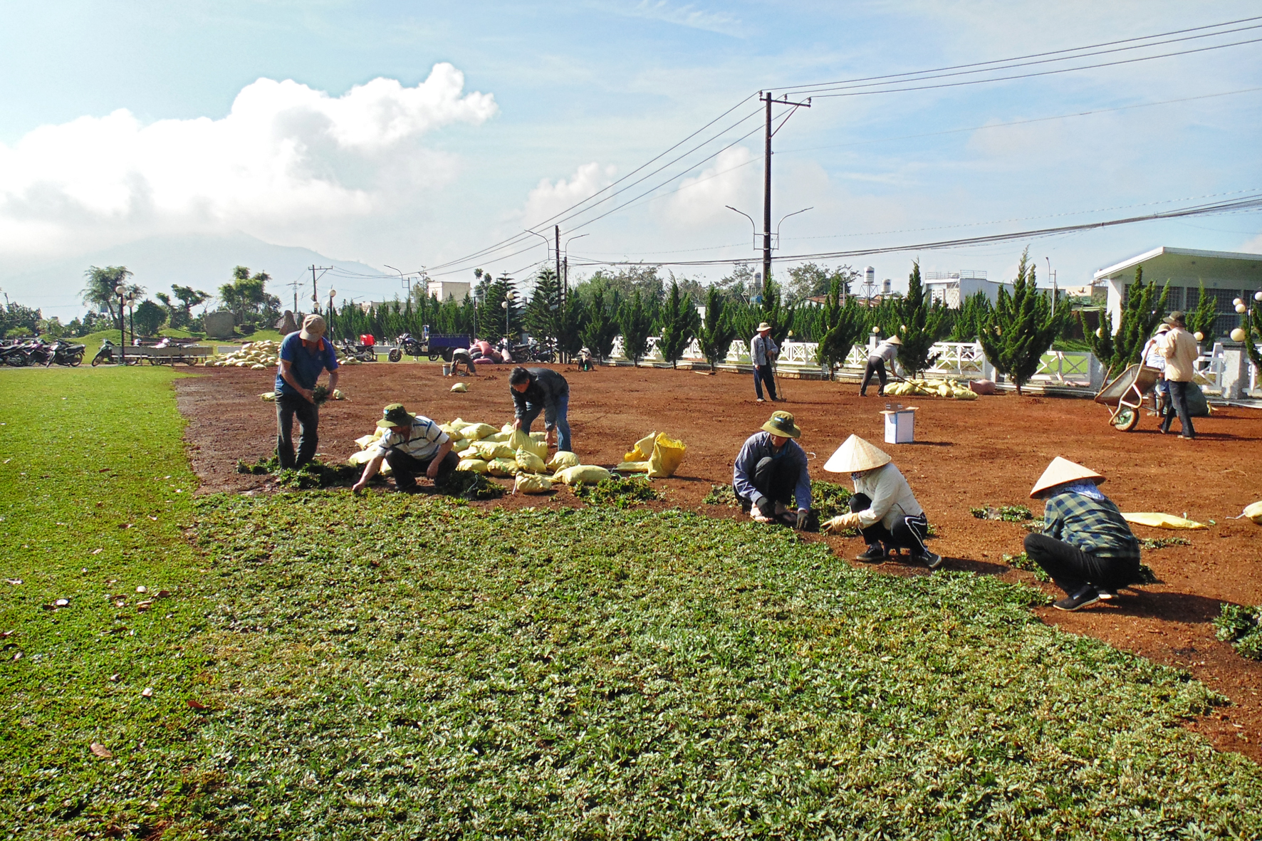 Hình ảnh trồng cỏ phần còn lại trong khu A1