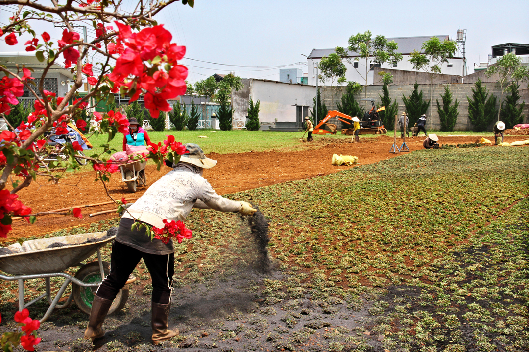 Hình ảnh xây thêm huyệt mới và trồng cỏ lại trong khu A - Nghĩa trang Thánh Tâm