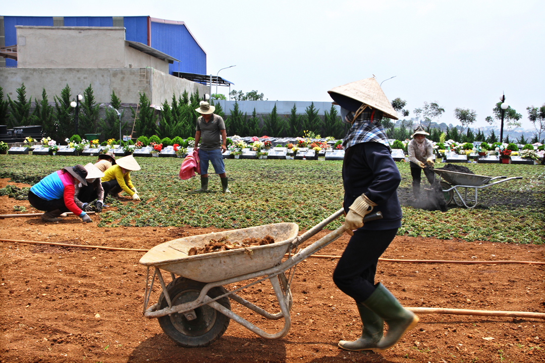 Hình ảnh xây thêm huyệt mới và trồng cỏ lại trong khu A - Nghĩa trang Thánh Tâm